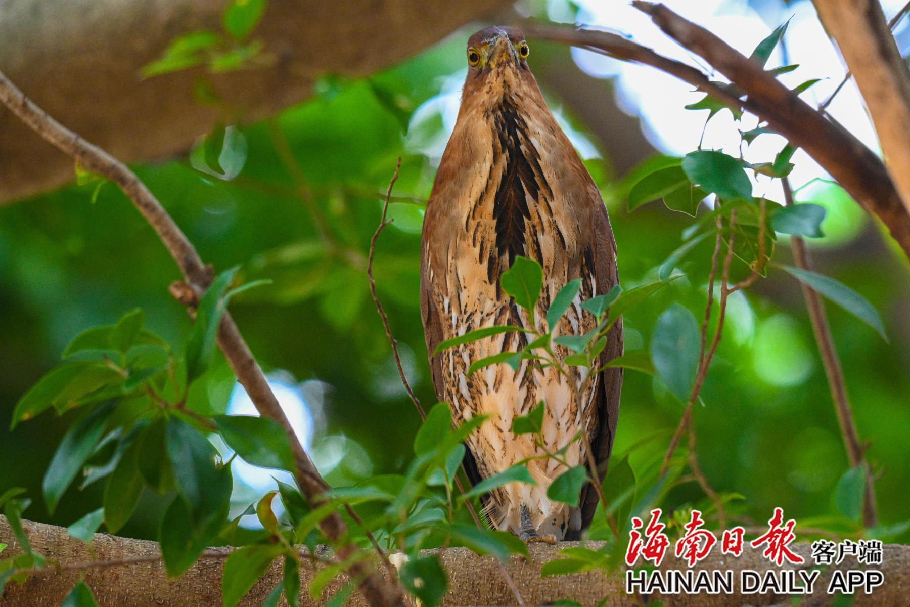 海南首次记录到国家二级保护动物栗鳽,竟在这所学校 第3张 海南首次记录到国家二级保护动物栗鳽,竟在这所学校 第3张