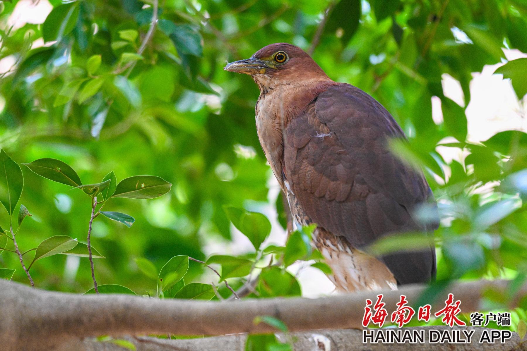 海南首次记录到国家二级保护动物栗鳽,竟在这所学校 第4张 海南首次记录到国家二级保护动物栗鳽,竟在这所学校 第4张