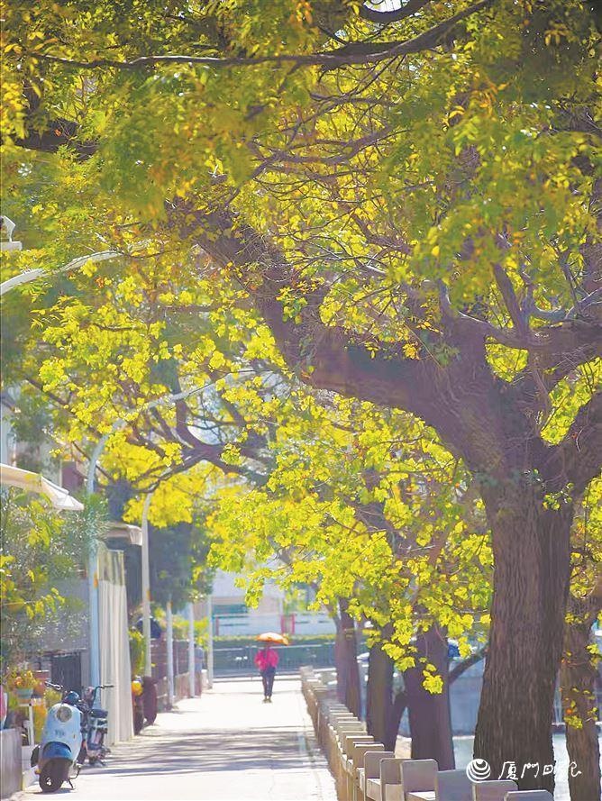 厦门气温大跳水！今夜冷空气来袭，最低气温将跌至个位数，你准备好了吗？  第2张