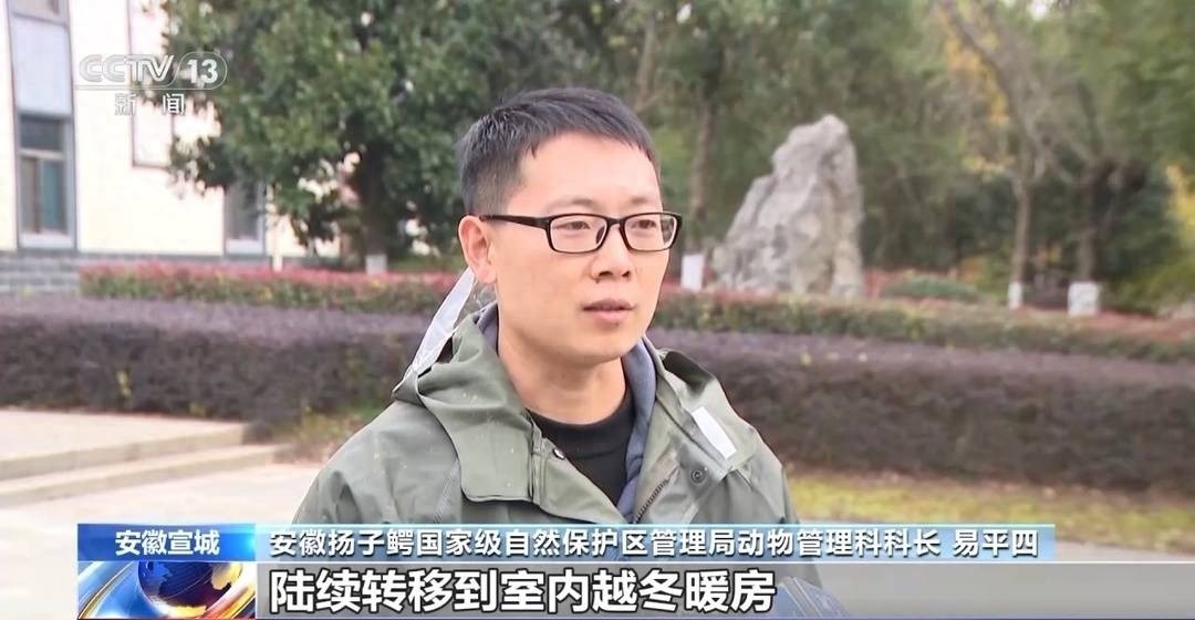 惊！数千条扬子鳄集体搬家，背后原因竟是为了它们的安全过冬  第1张