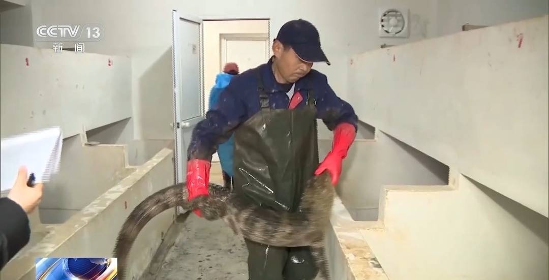 惊！数千条扬子鳄集体搬家，背后原因竟是为了它们的安全过冬  第2张