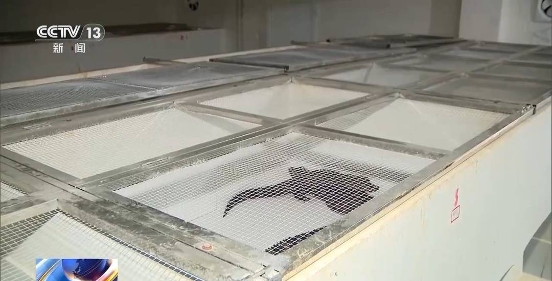 惊！数千条扬子鳄集体搬家，背后原因竟是为了它们的安全过冬  第3张