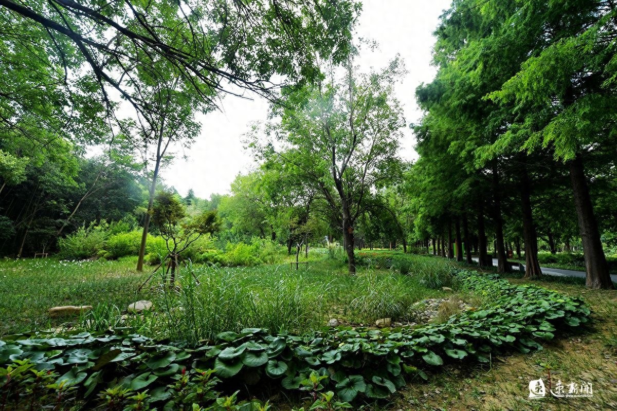 宿迁园林绿化：从国家园林城市到生态园林城市的华丽蜕变
