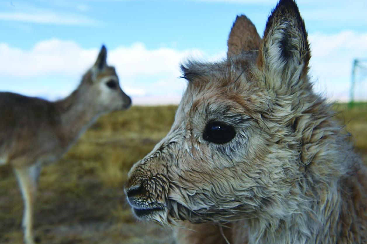 揭秘三江源：藏羚羊群的神秘家园，大眼萌羊的野性征途  第2张