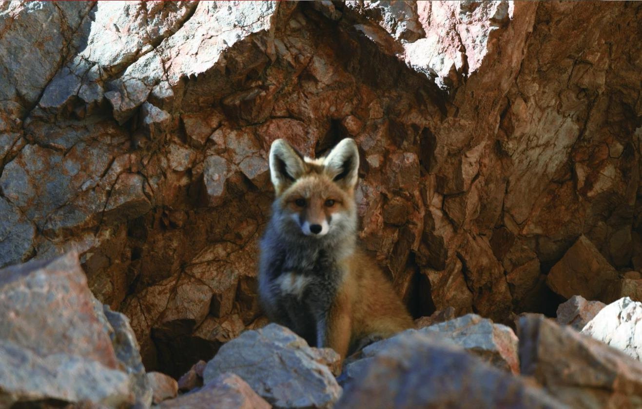 揭秘三江源：藏羚羊群的神秘家园，大眼萌羊的野性征途  第3张