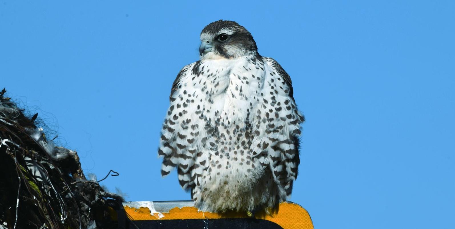 揭秘三江源：藏羚羊群的神秘家园，大眼萌羊的野性征途  第4张