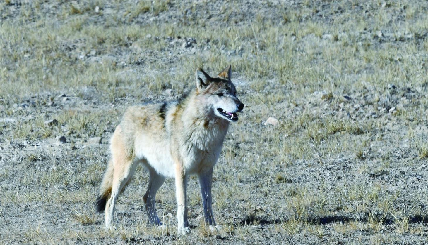 揭秘三江源：藏羚羊群的神秘家园，大眼萌羊的野性征途  第5张