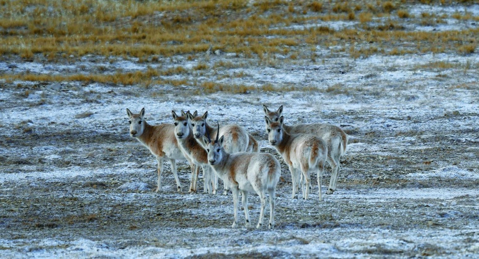 揭秘三江源：藏羚羊群的神秘家园，大眼萌羊的野性征途  第6张