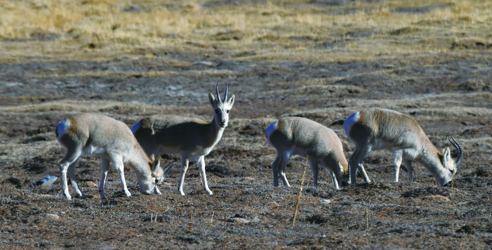 揭秘三江源：藏羚羊群的神秘家园，大眼萌羊的野性征途  第7张