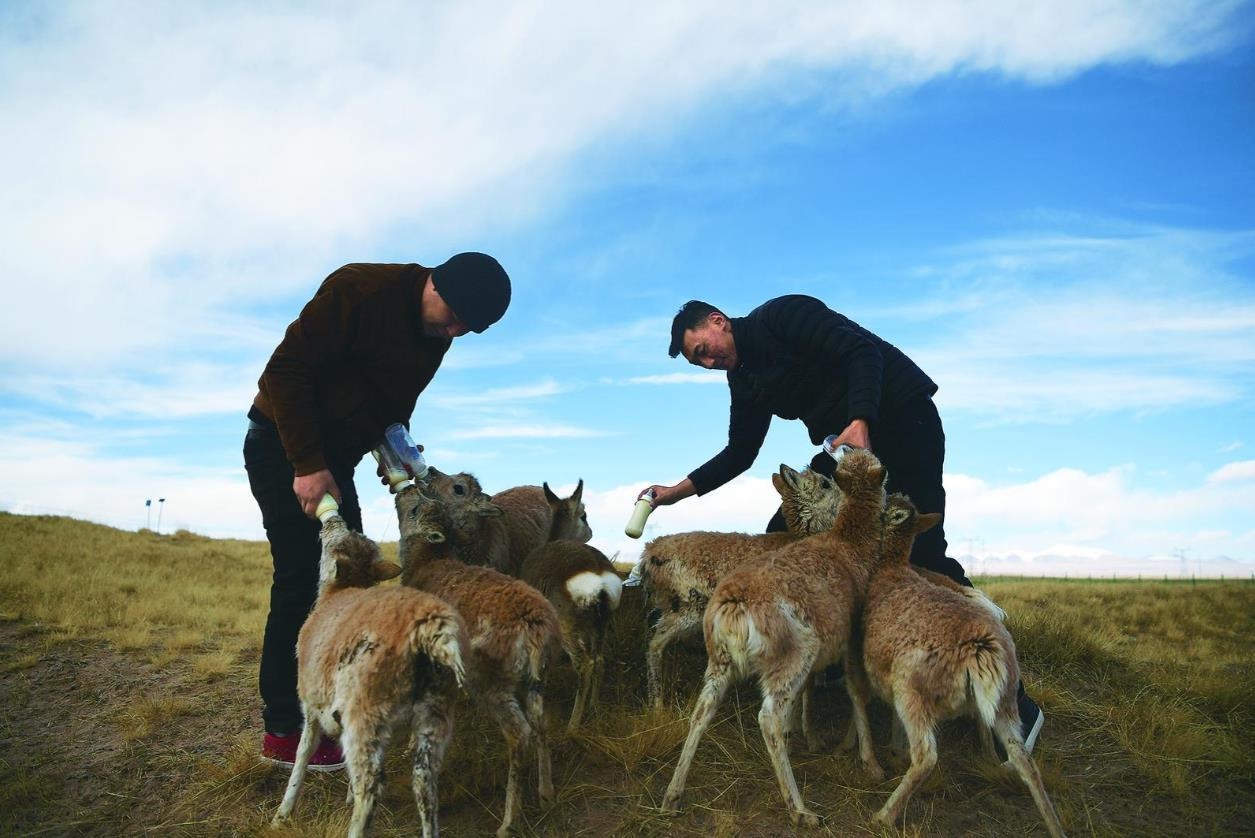 揭秘三江源：藏羚羊群的神秘家园，大眼萌羊的野性征途  第8张