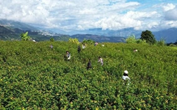 火龙珠丰收季：大山里的红色奇迹，村民致富新希望