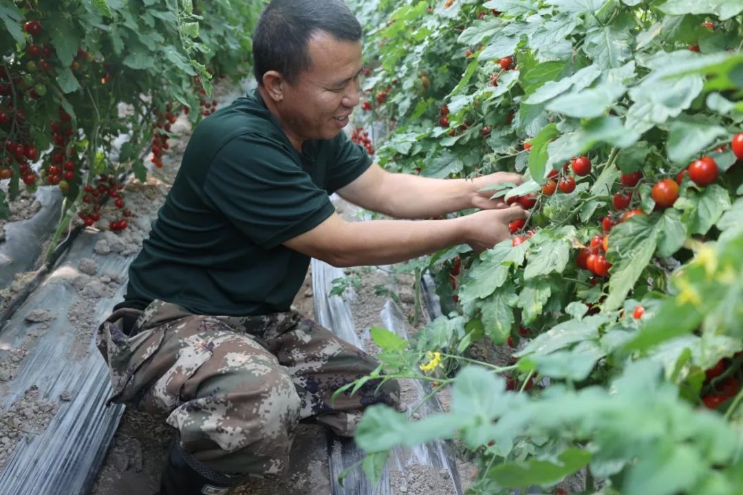 冬季里的热带奇迹：千蚌村温室大棚小番茄，清脆爽口鲜甜多汁，亩产5000斤  第2张