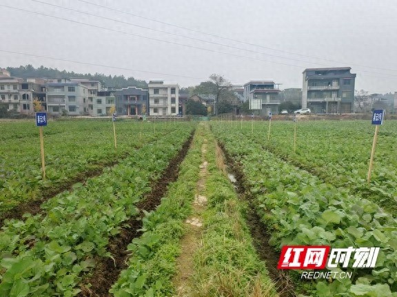 耒阳油菜田间惊现翠绿奇迹，农技专家亲临指导，种植户争分夺秒抢收在即