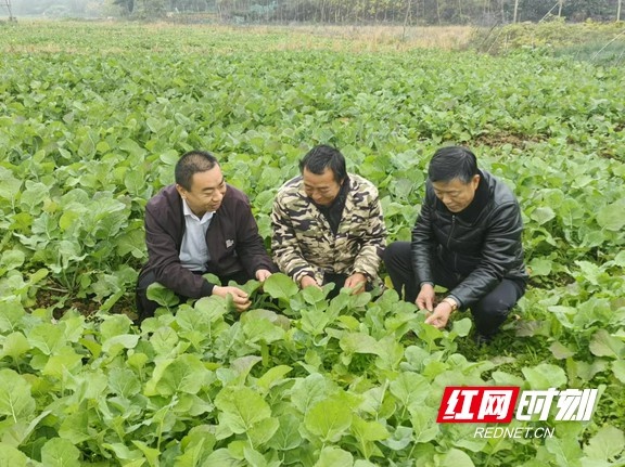 耒阳油菜田间惊现翠绿奇迹，农技专家亲临指导，种植户争分夺秒抢收在即  第2张
