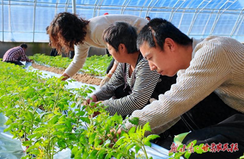 初冬探访：残疾人在高效农业产业园的励志故事，他们如何用双手创造希望？