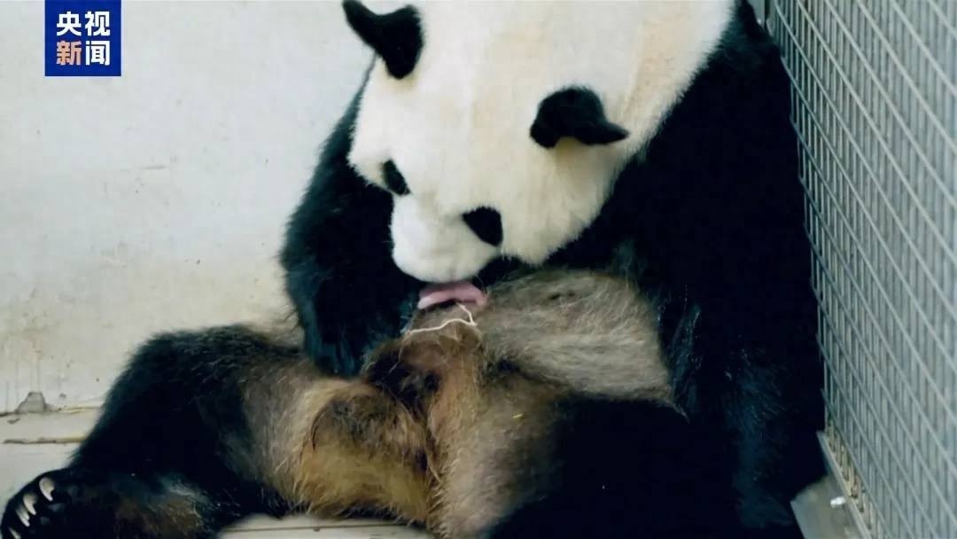 比利时民众泪别大熊猫天宝宝弟宝妹，背后故事令人动容  第1张