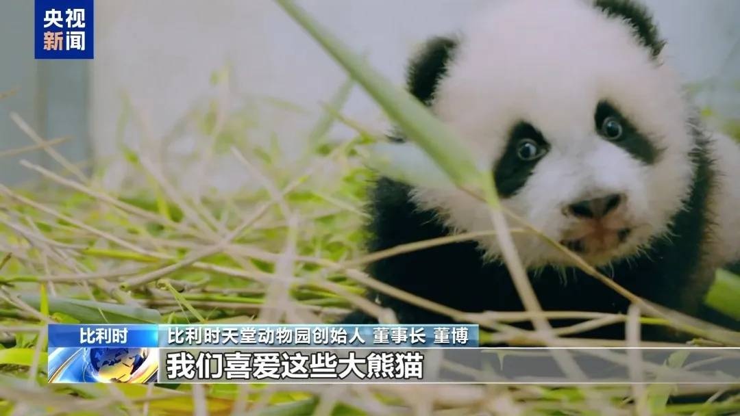 比利时民众泪别大熊猫天宝宝弟宝妹，背后故事令人动容  第4张