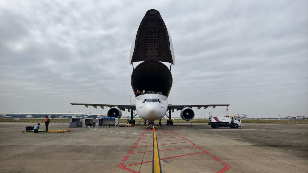 28.7岁高龄大白鲸首次空降深圳，背后原因竟是……  第2张