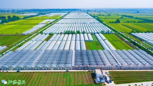 魏营西瓜新品牌标志发布，3款标志2款IP，引领农产品品牌新潮流  第5张