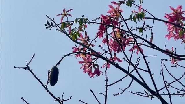 异木棉：南国花城的秋冬霸主，姹紫嫣红中的C位明星  第2张