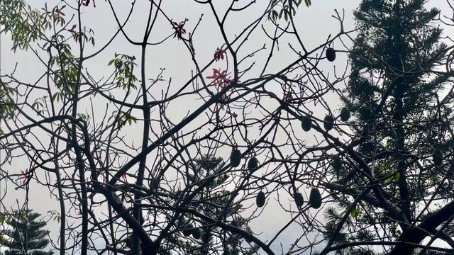 异木棉：南国花城的秋冬霸主，姹紫嫣红中的C位明星  第3张