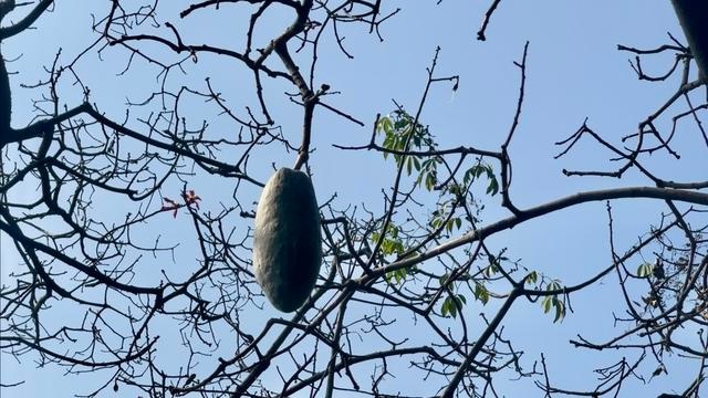 异木棉：南国花城的秋冬霸主，姹紫嫣红中的C位明星  第4张