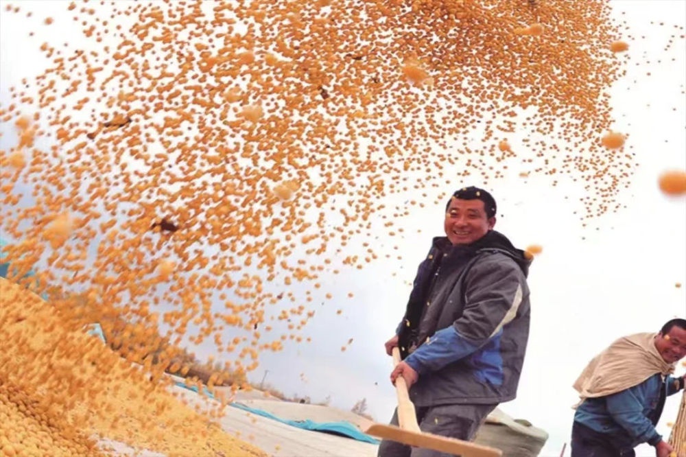 龙江森工林区粮食产量突破30亿斤，森林农业提档升级，黑土地资源优势尽显  第2张
