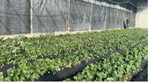 初冬草莓甜蜜登场，8个大棚6亩草莓，无农药种植，游客争相采摘  第1张