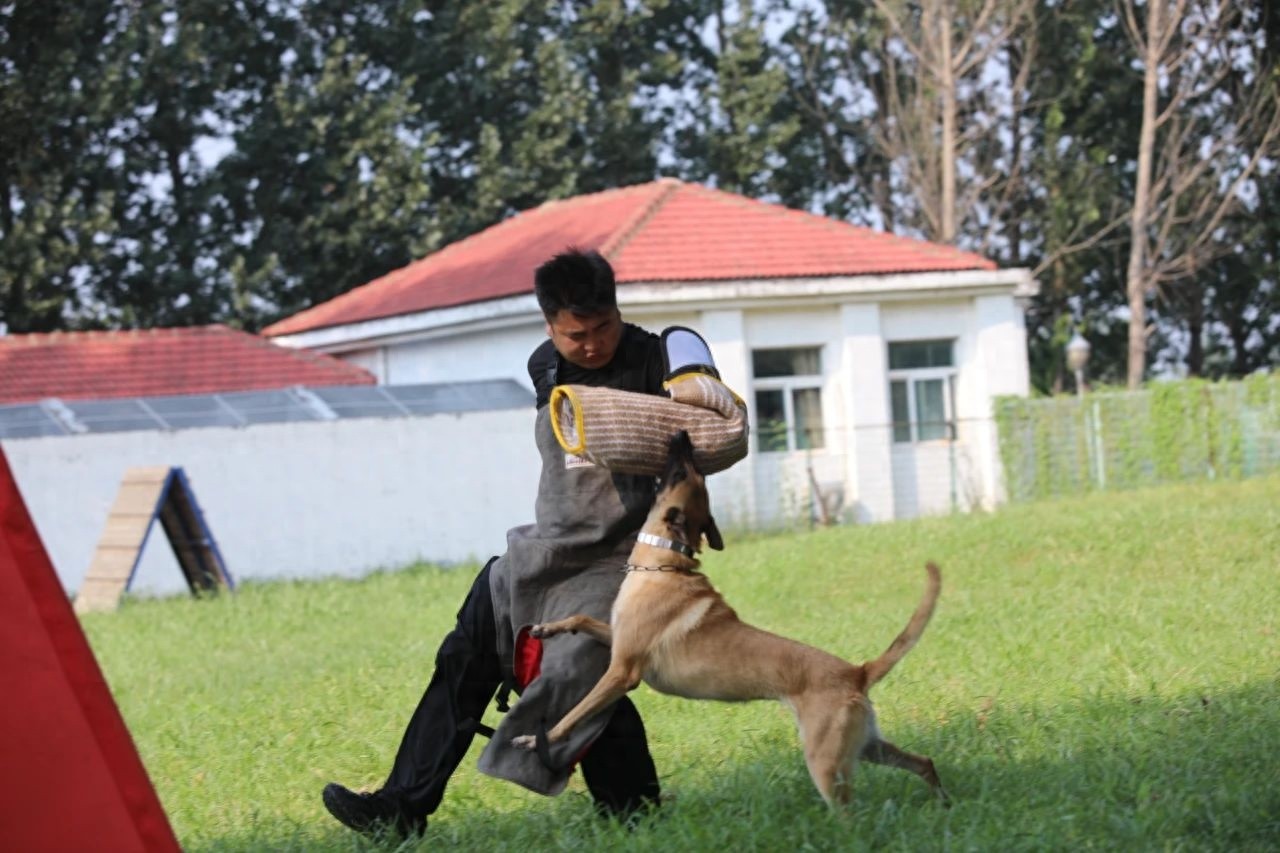 青岛警犬训练基地：48只警犬冬练三九夏练三伏，15秒发现违禁品，堪称无言战友  第1张