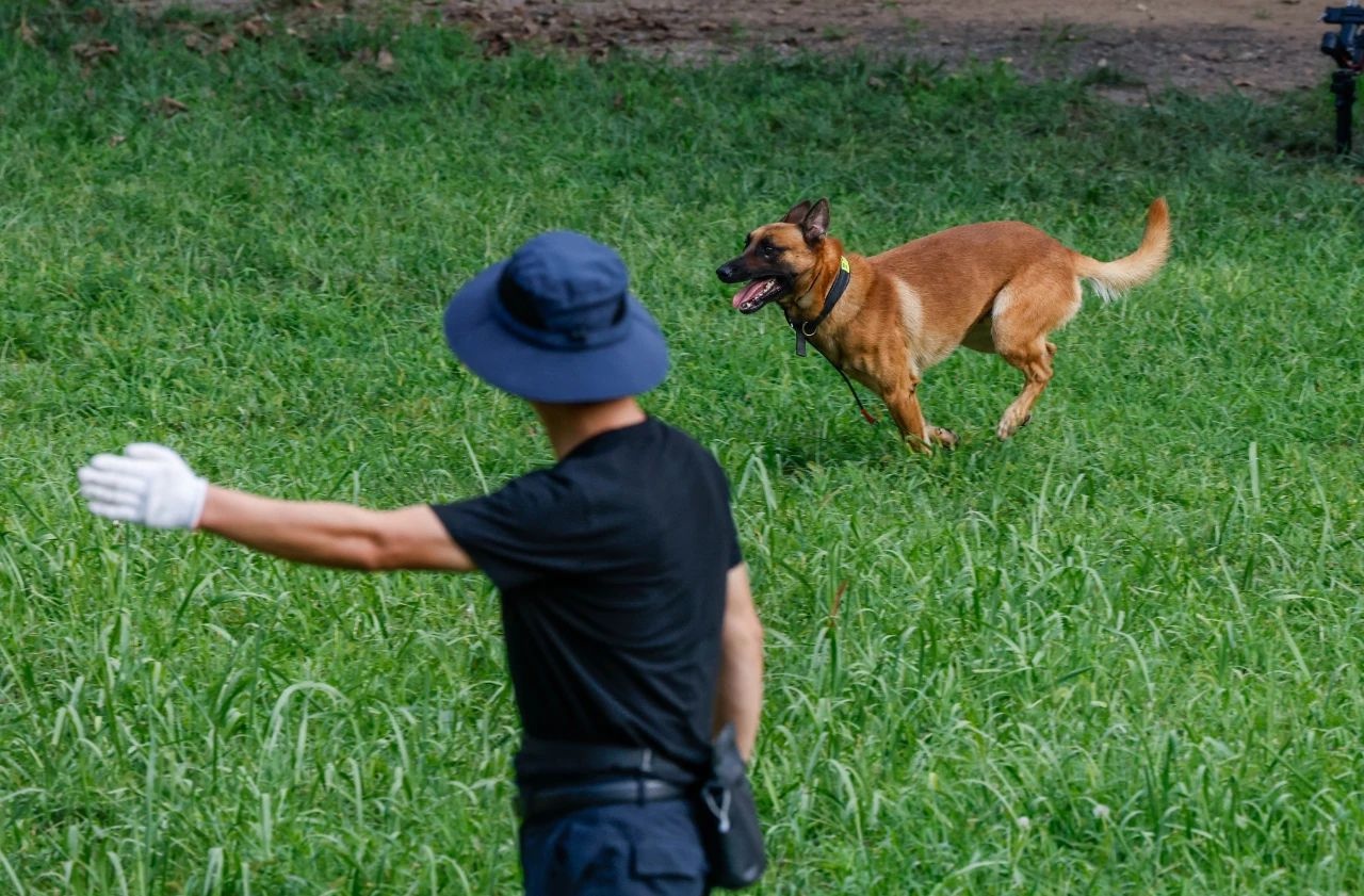 青岛警犬训练基地：48只警犬冬练三九夏练三伏，15秒发现违禁品，堪称无言战友  第2张