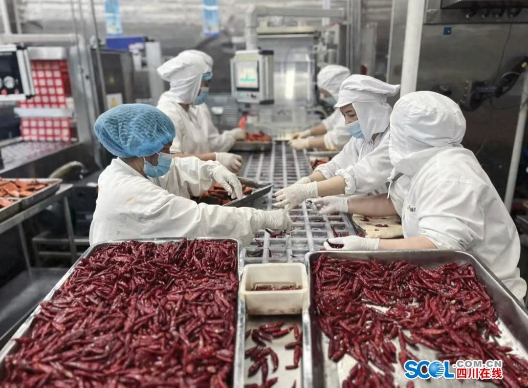 冬日必备！四川火锅底料生产热潮来袭，机器人炒制，你准备好了吗？