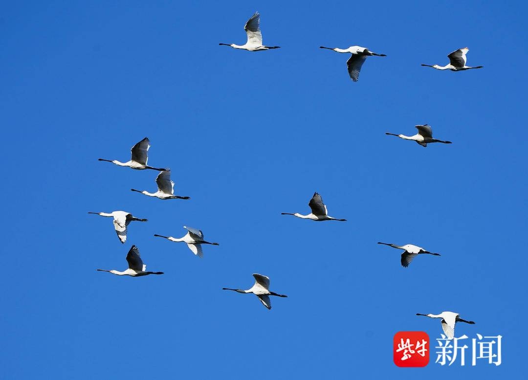 南京鼓楼惊现百只珍稀白琵鹭，琵琶嘴造型引市民惊叹  第4张