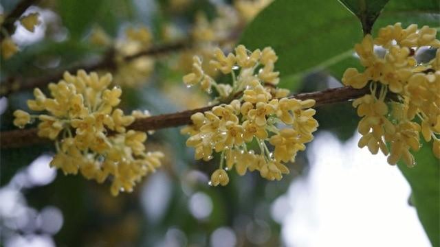 秋天，去罗丰村看桂花，感受大自然的元气与生气  第1张
