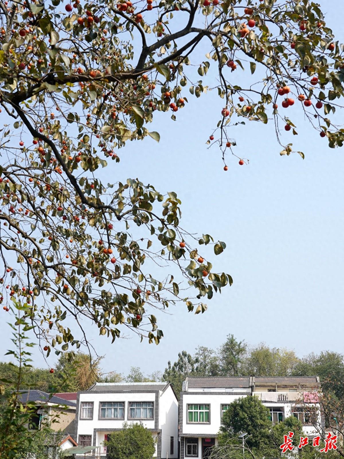 武汉首个古柿树群落景观开放，30 株古柿树等你来打卡