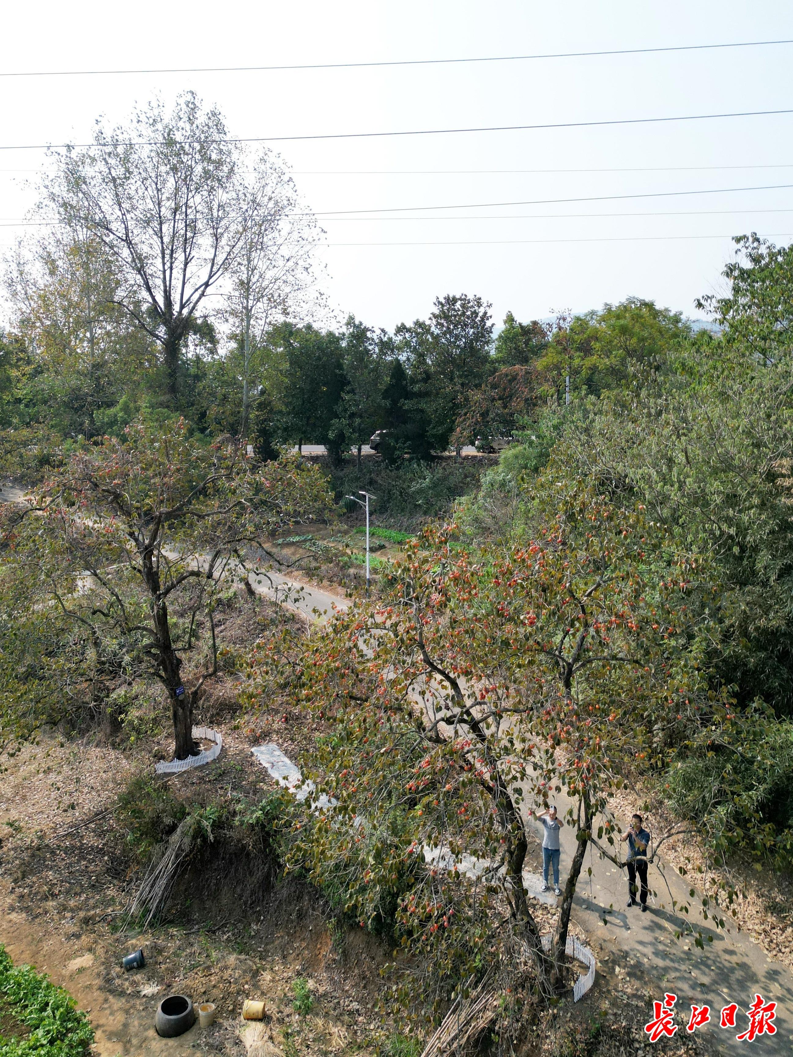 武汉首个古柿树群落景观开放,30 株古柿树等你来打卡 第2张 武汉首个古柿树群落景观开放,30 株古柿树等你来打卡 第2张