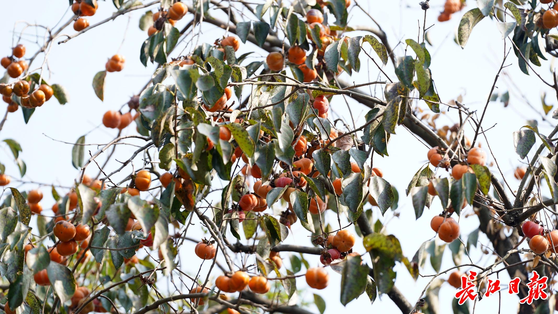 武汉首个古柿树群落景观开放,30 株古柿树等你来打卡 第4张 武汉首个古柿树群落景观开放,30 株古柿树等你来打卡 第4张