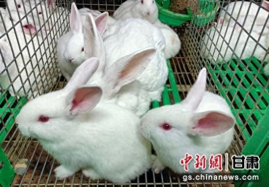 相隔万水千山，青岛西海岸新区与陇南市武都区竟如此紧密相连
