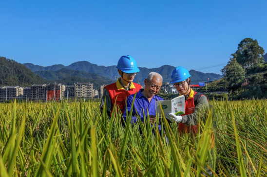 秋收时节，供电公司员工深入田间，保障电力安全，助力丰收  第3张