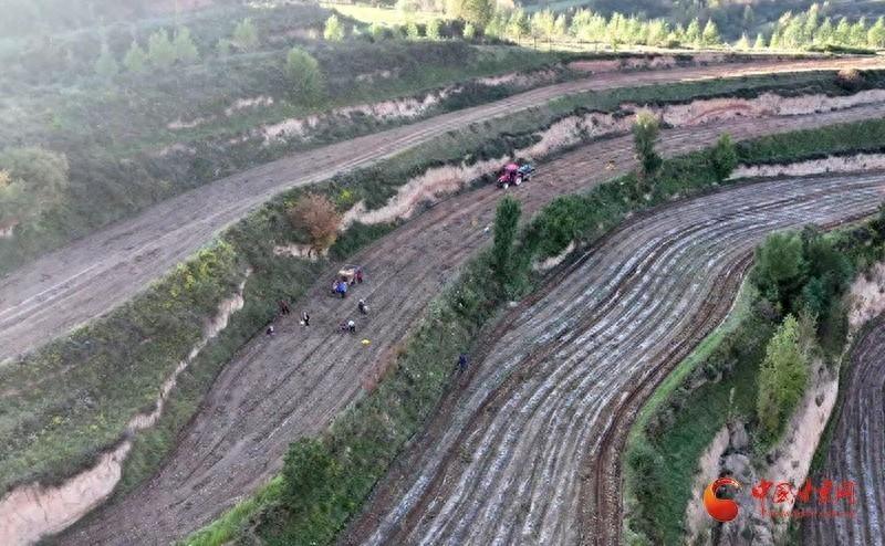 庄浪县 36.5 万亩马铃薯迎来采挖期，新品种选育基地达 70 亩  第1张