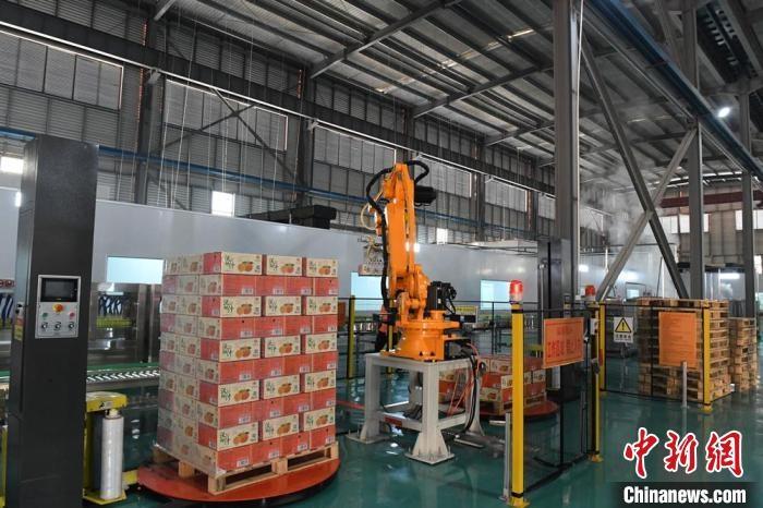 南宁武鸣区首个标准化大型沃柑汁生产项目竣工投产，产值惊人  第3张