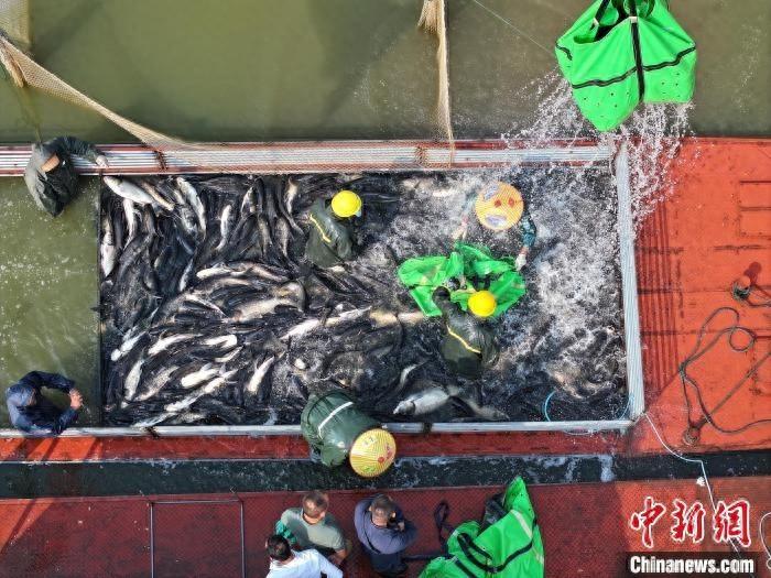 金秋时节，江西九江赛城湖秋捕丰收，鱼跃水面  第1张