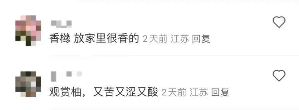 绿化带里的柚子竟然是香橼，它到底能不能吃？  第3张