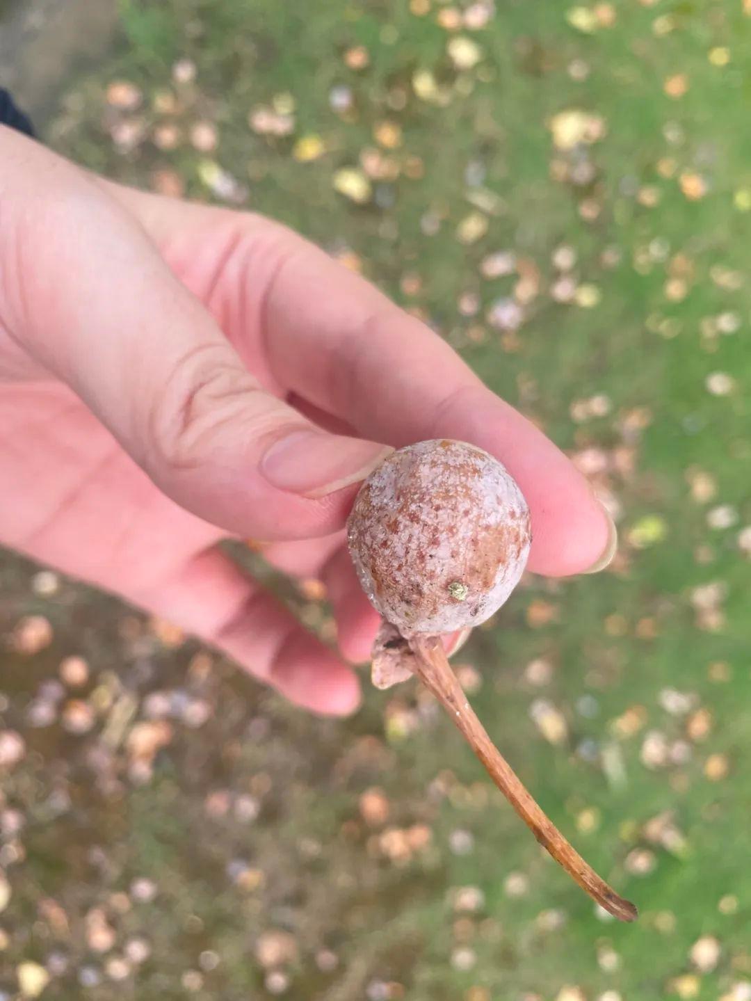 绿化带里的柚子竟然是香橼，它到底能不能吃？  第7张