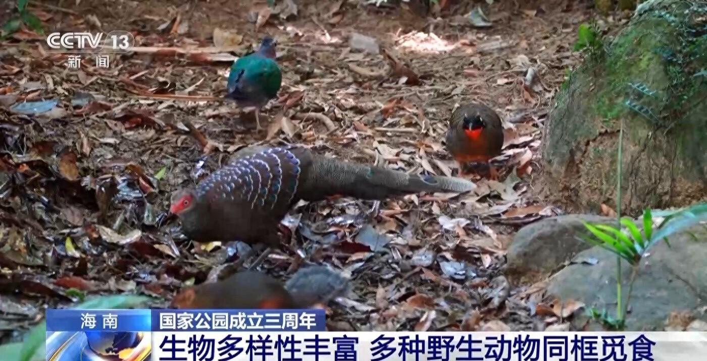 3 周年！首批 5 个国家公园设立，海南热带雨林国家公园野生动植物大狂欢  第1张