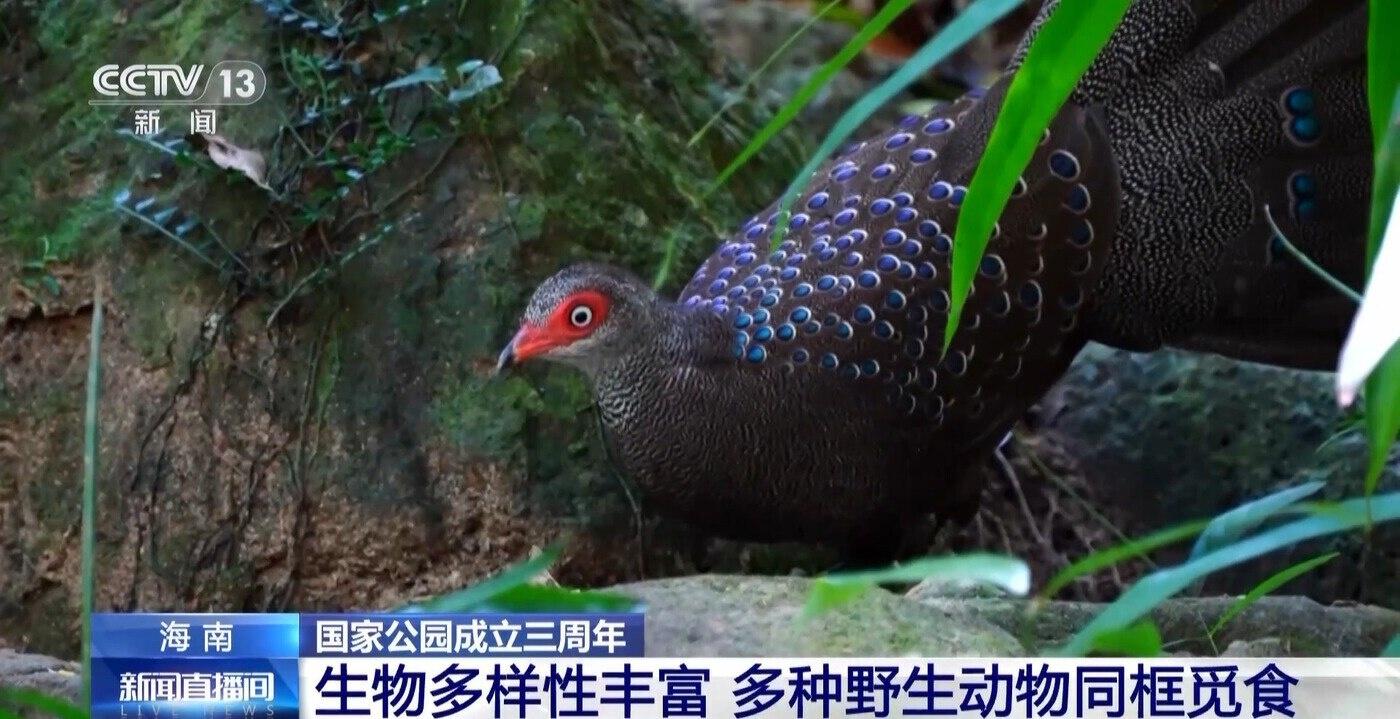 3 周年！首批 5 个国家公园设立，海南热带雨林国家公园野生动植物大狂欢  第2张