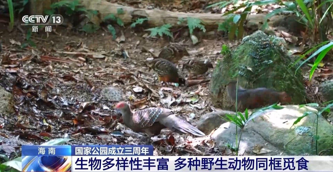 3 周年！首批 5 个国家公园设立，海南热带雨林国家公园野生动植物大狂欢  第3张