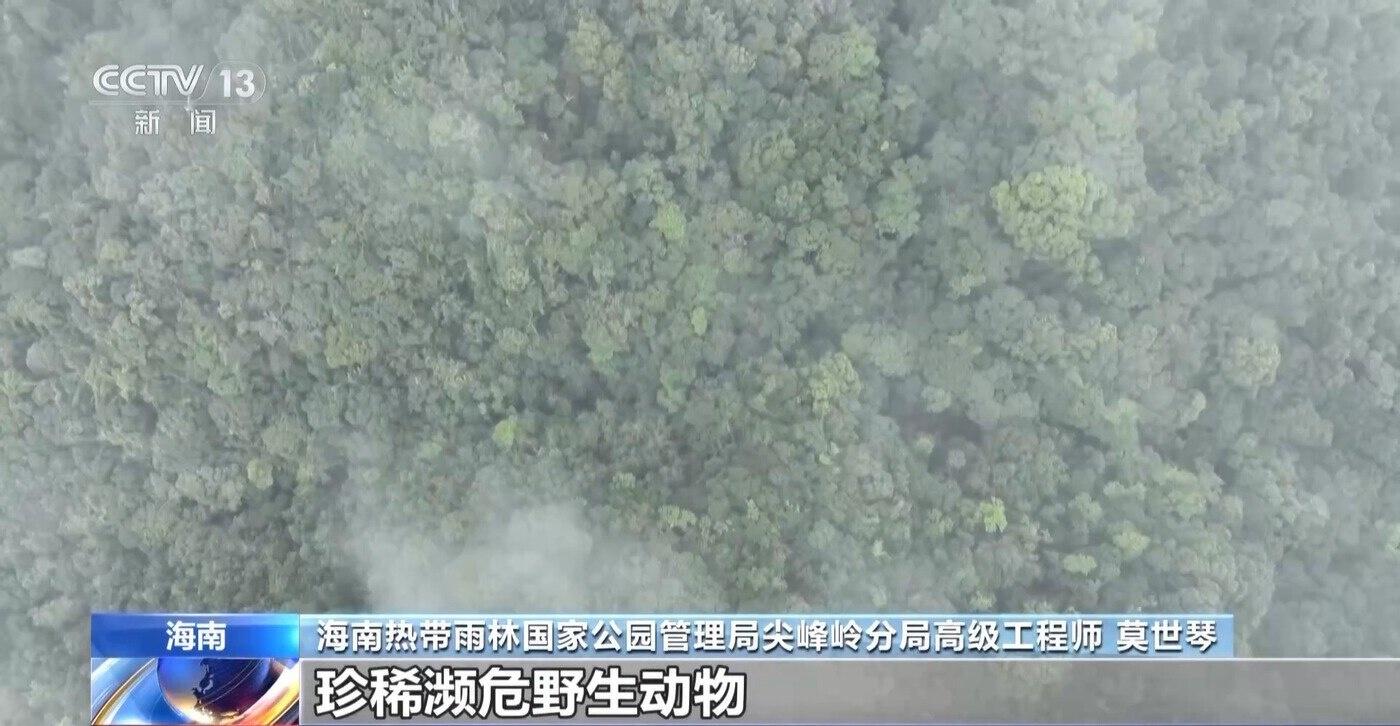 3 周年！首批 5 个国家公园设立，海南热带雨林国家公园野生动植物大狂欢  第4张