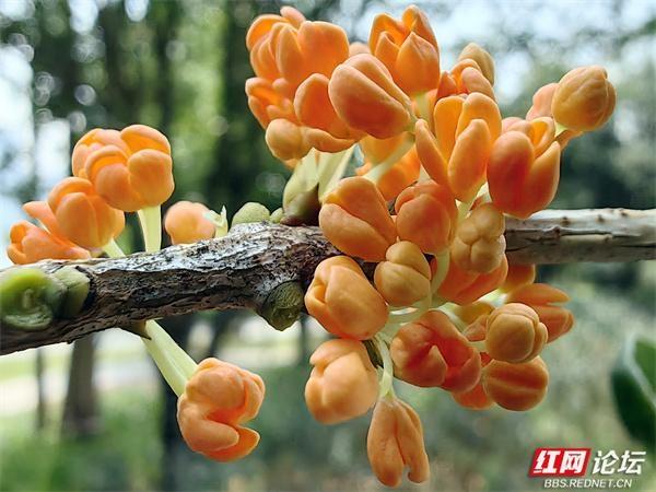反常天气下，桂花为何迟迟不开？昨日却突然香飘满园  第3张