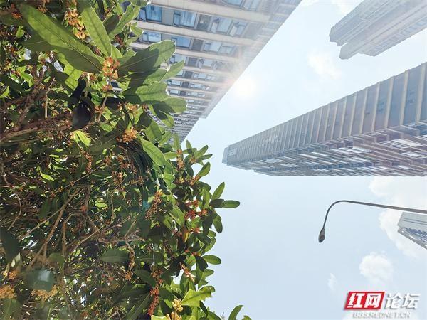 反常天气下，桂花为何迟迟不开？昨日却突然香飘满园  第4张