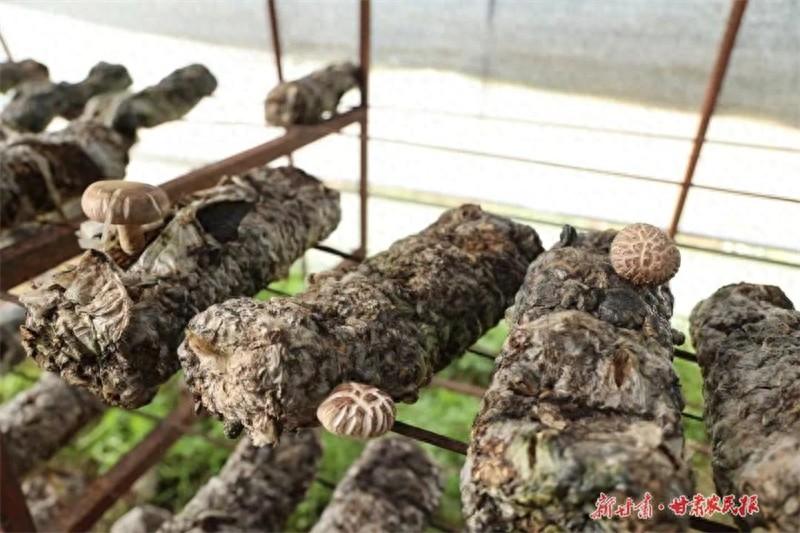 崇信县枣林村：香菇种植成就产业兴旺，托起生活富足新希望